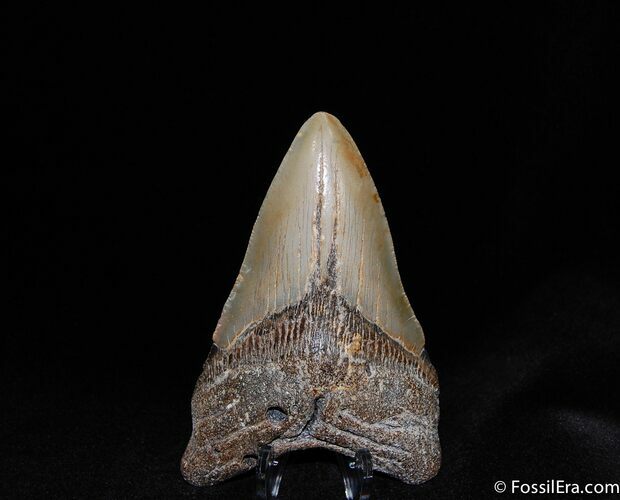 Inch Megalodon Tooth #89